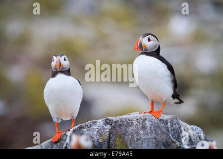 Atlantic Puffin (Fratercula arctica) coppia di adulti, arroccato sulle rocce costiere. Farne delle isole. Northumberland. Regno Unito. Foto Stock