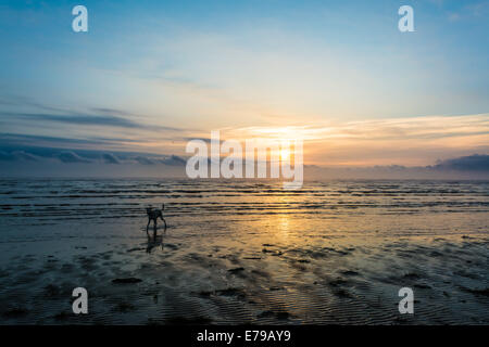 Cane su una spiaggia deserta di sunrise Foto Stock