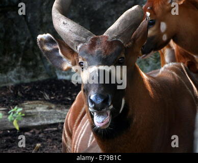 Maschio di antilope Bongo (Tragelaphus eurycerus) close-up della testa Foto Stock