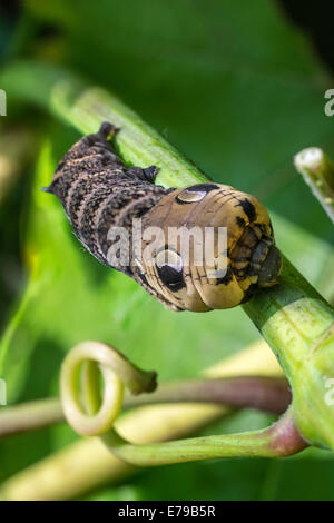 Caterpillar di Elephant Hawkmoth su grapevine nel giardino interno England Regno Unito mostra marcature per spaventare i predatori off. Foto Stock