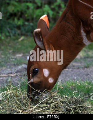 Giovane femmina di antilope Bongo (Tragelaphus eurycerus) close-up di testa mentre mangia erba Foto Stock