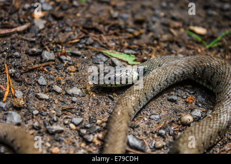 Biscia, Natrix natrix Foto Stock