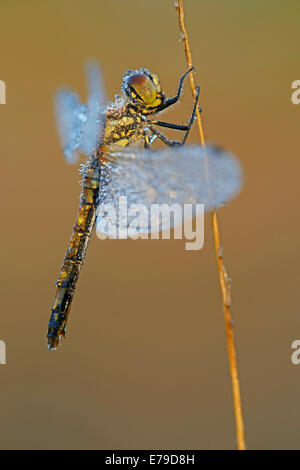 Meadowhawk nero o nero Darter (Sympetrum danae), femmina, Emsland, Bassa Sassonia, Germania Foto Stock