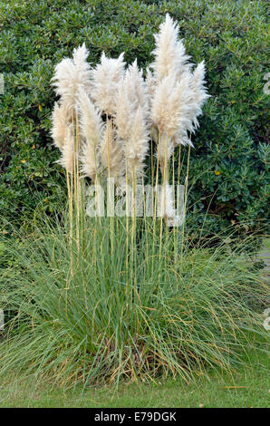 Pampa erba (Cortaderia sp.), il Cantone del Ticino, Svizzera Foto Stock