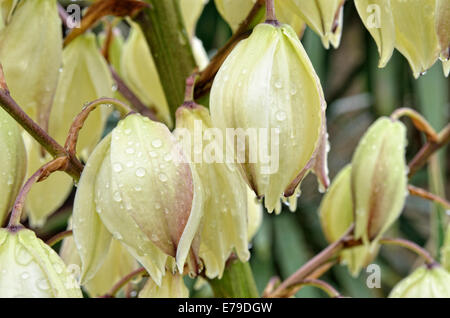 Adam's ago, spagnolo o a baionetta 1 cucchiaio di foglie di Yucca (Yucca filamentosa) durante la pioggia, Canton Ticino, Svizzera Foto Stock