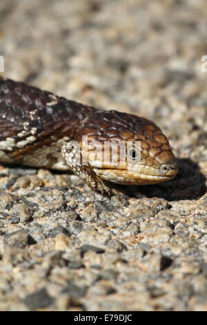 Un blu-tongued lizard (correttamente chiamato blue-tongued skink) riscalda stesso su di un bitume stradale mattina di primavera - Australia occidentale Foto Stock