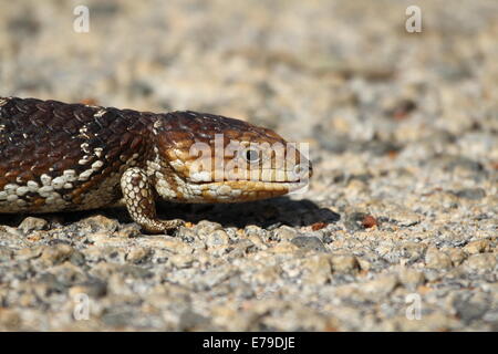 Un blu-tongued lizard (correttamente chiamato blue-tongued skink) riscalda stesso su di un bitume stradale mattina di primavera - Australia occidentale Foto Stock