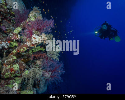 Diver esplora i coralli molli su Soraya Reef, Mar Rosso, Egitto Foto Stock