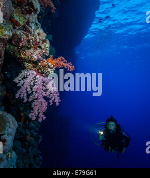 Diver esplora i coralli molli su Soraya Reef, Mar Rosso, Egitto Foto Stock