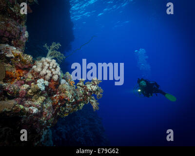 Diver esplora i coralli molli su Soraya Reef, Mar Rosso, Egitto Foto Stock