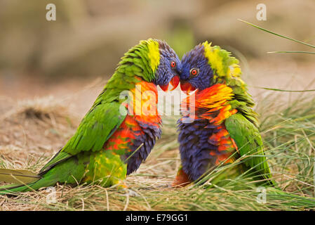 Due rainbow parrocchetti (Trichoglossus haematodus Moluccanus) combattimenti Foto Stock