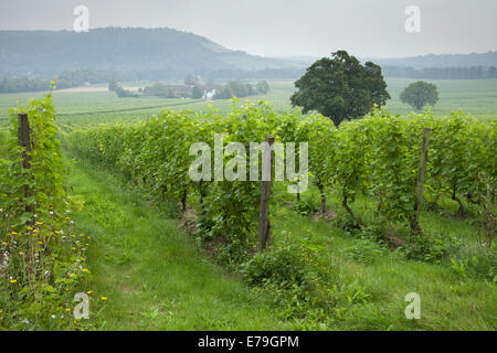 Denbies Vineyard & Wine Estate nel Surrey sulle colline vicino a Dorking Surrey, Inghilterra. Foto Stock