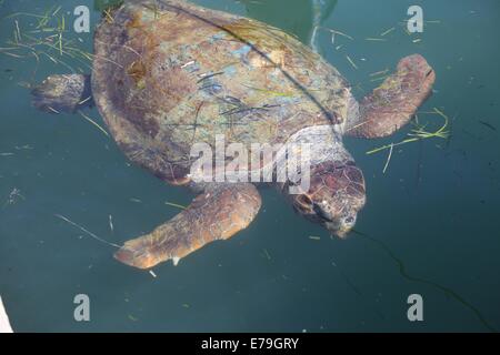 Le Tartarughe caretta in Argostoli, Kephalonia, Grecia Foto Stock