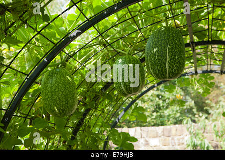 Gourd Fig-Leaf crescendo in Gran Bretagna ad RHS Rosemoor Garden in North Devon, fuori le porte su un telaio in orto. Foto Stock