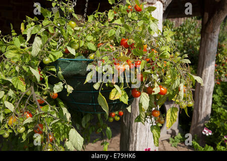 Pomodoro - lo sbarramento rotante che cresce in una cesta appesa all'aperto in Devon Foto Stock