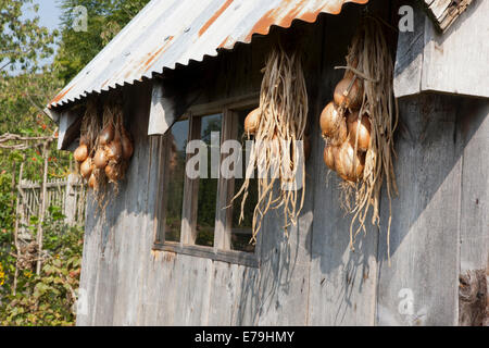 Un grappolo di cipolle di asciugatura laterale fuori un giardino Potting Shed a RNS Rosemoor,North Devon. Foto Stock