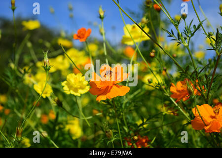 Calendula fiori giardino di fiori di tagete, utilizzato come erba medicinale Foto Stock