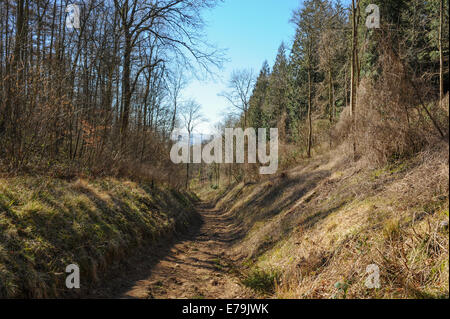 Legno Lidcombe tra Stanton e Stanway in Cotswolds, Gloucestershire, England, Regno Unito Foto Stock