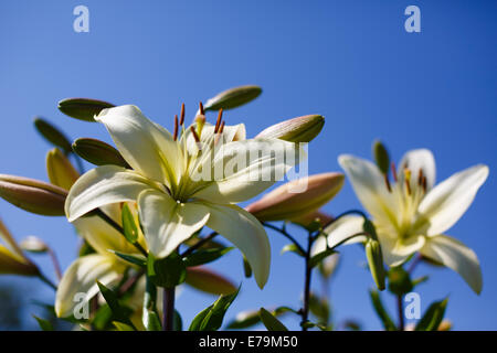 Gigli bianchi su sfondo blu Foto Stock