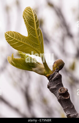 Ficus carica bud partendo in primavera, Tenerife, Isole Canarie, Spagna Foto Stock