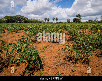 Campo di piante di manioca sull isola di Zanzibar. Foto Stock