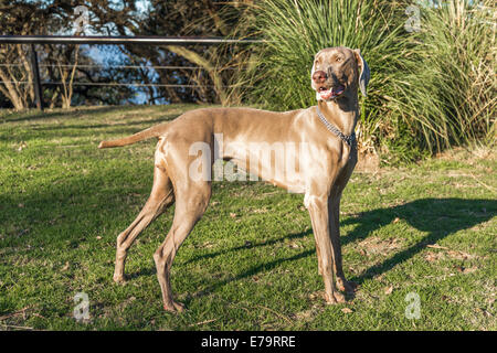 Un felice cane ansimante, in piedi sul prato di un parco di caccia di razza Weimaraner femmina, noto anche come-argenteo, grigio ghost Foto Stock