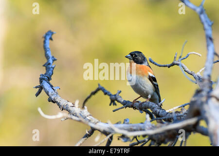 Fringilla montifringilla Brambling,. Uccello selvatico in un habitat naturale. Fotografia della fauna selvatica. Riserva Kandalakshsky. Russia, Murman Foto Stock