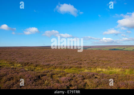 Pittoresca North Yorkshire moorland paesaggio con la fioritura viola heather sotto un cielo blu in autunno Foto Stock