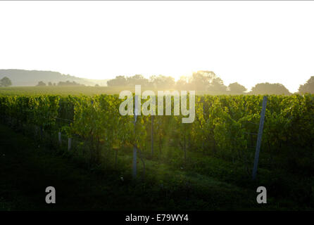 Aylesford, Kent, Regno Unito il 9 settembre 2014. Riflettendo il volto che cambia in agricoltura britannica, inglese uva in una vigna di Kent quasi pronti per il raccolto nelle prime ore del mattino la nebbia. Credito: Matthew Richardson/Alamy Live News Foto Stock