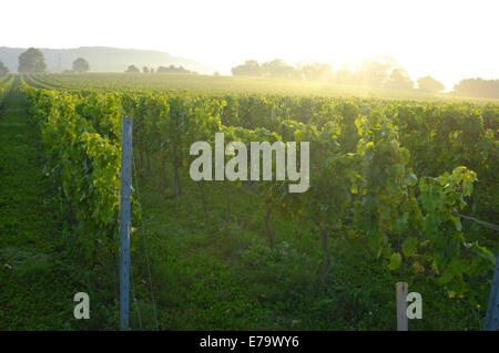 Aylesford, Kent, Regno Unito il 9 settembre 2014. Riflettendo il volto che cambia in agricoltura britannica, inglese uva in una vigna di Kent quasi pronti per il raccolto nelle prime ore del mattino la nebbia. Credito: Matthew Richardson/Alamy Live News Foto Stock