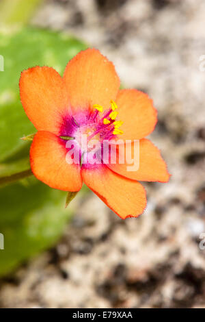 Piccolo fiore del Regno Unito nativo Pimpernel Scarlet, Anagallis arvense Foto Stock