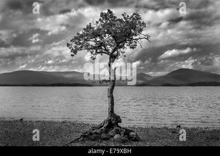 Unico albero sulle rive di Loch Lomond, Scotland, Regno Unito Foto Stock