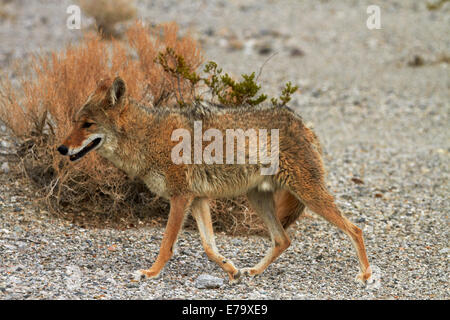 Coyote (Canis latrans), mimetizzata contro la bussola a secco, bacino Badwater, Parco Nazionale della Valle della Morte, Deserto Mojave, CALIFORNIA, STATI UNITI D'AMERICA Foto Stock