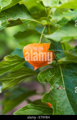 Physalis alkekengi. Physalis alkekengi frutta con la buccia di colore rosso che cresce in un giardino ornamentale. Foto Stock