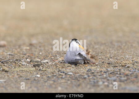 Fraticello (Sterna albifrons nidificazione) , in Giappone Foto Stock