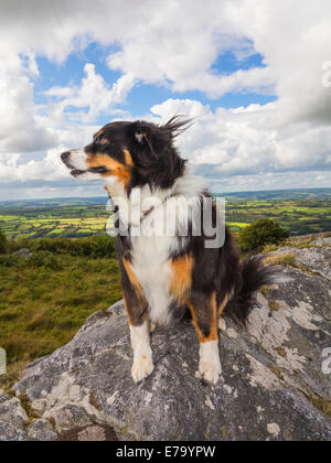 Un un tri-sheepdog colorate sulla cima di una collina nel Galles in un vento forte, capelli essendo soffiato ovunque Foto Stock