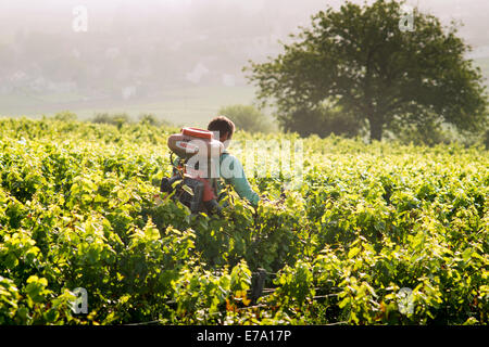 Uomo che cammina nel vigneto la spruzzatura di sostanze chimiche sulla vite, Pommard, Borgogna, Francia Foto Stock