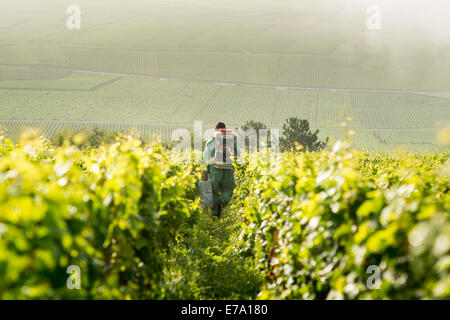 Uomo che cammina nel vigneto la spruzzatura di sostanze chimiche sulla vite, Pommard, Borgogna, Francia Foto Stock