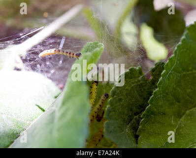 Organismi nocivi ai vegetali bruchi verde in apple foglie closeup Foto Stock