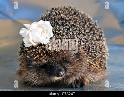 Carino il riccio closeup muso verticale con rosa bianca fiore in aghi Foto Stock