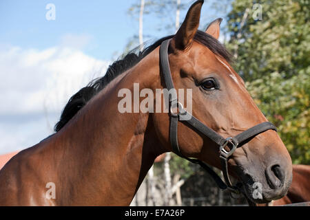 Bay horse closeup ritratto di profilo su albero e lo sfondo del cielo Foto Stock