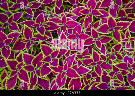 Decorative sfondo floreale di Coleus (verniciato di ortica) impianto - latino: Solenostemon scutellarioides Foto Stock