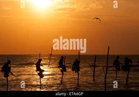 I pescatori su palafitte durante il tramonto in Midigama, Sri Lanka. Foto Stock