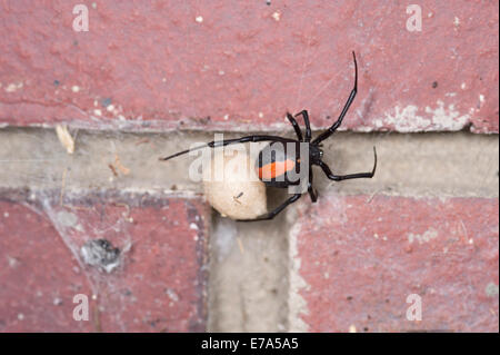 Australian femmina rosso-back spider con uovo sac Foto Stock