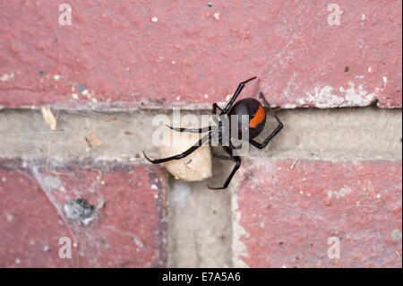 Australian femmina rosso-back spider con uovo sac Foto Stock