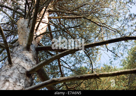 Guardando in alto attraverso i rami di un albero. Foto Stock