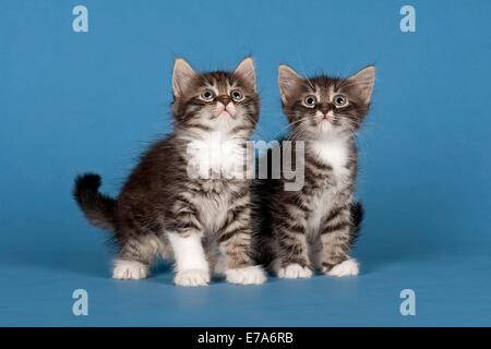 Due foresta siberiana gattini, 7 settimane Foto Stock