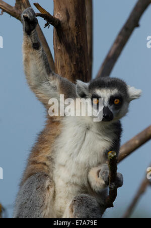 Anello-tailed Lemur (Lemur catta), lo Zoo di Sainte-Croix, regione della Lorena, Francia Foto Stock