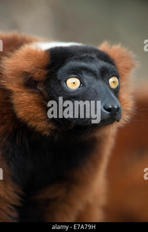 Rosso lemure Ruffed (Varecia rubra), lo Zoo di Sainte-Croix, regione della Lorena, Francia Foto Stock