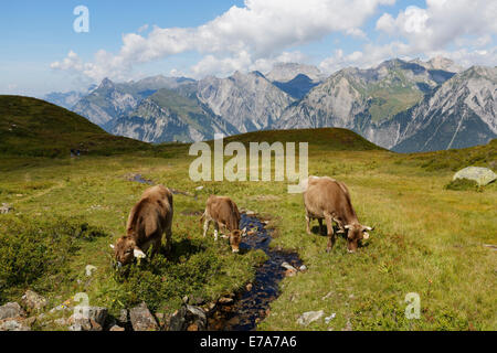 Le mucche al pascolo su un torrente di montagna, Sonnenkopf montagna, Eisentaler Gruppe montagne, Verwall montagne, Lechquellen montagne a Foto Stock